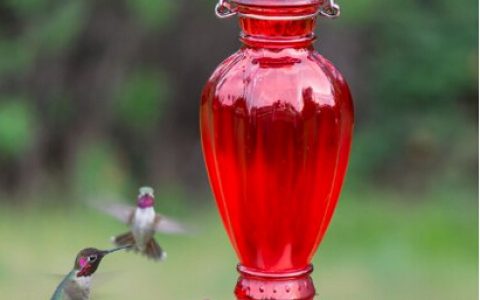 Perky Pet Hummingbird Feeders: A Comprehensive Guide to Attracting and Delighting Your Feathered Friends