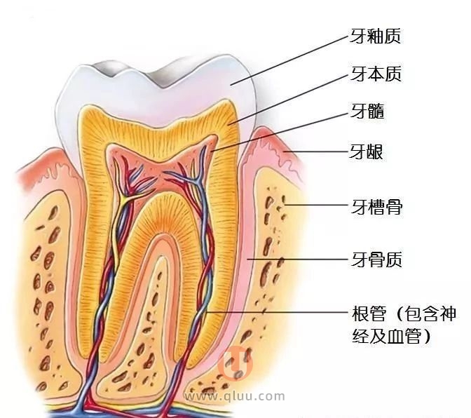 牙齿结构图