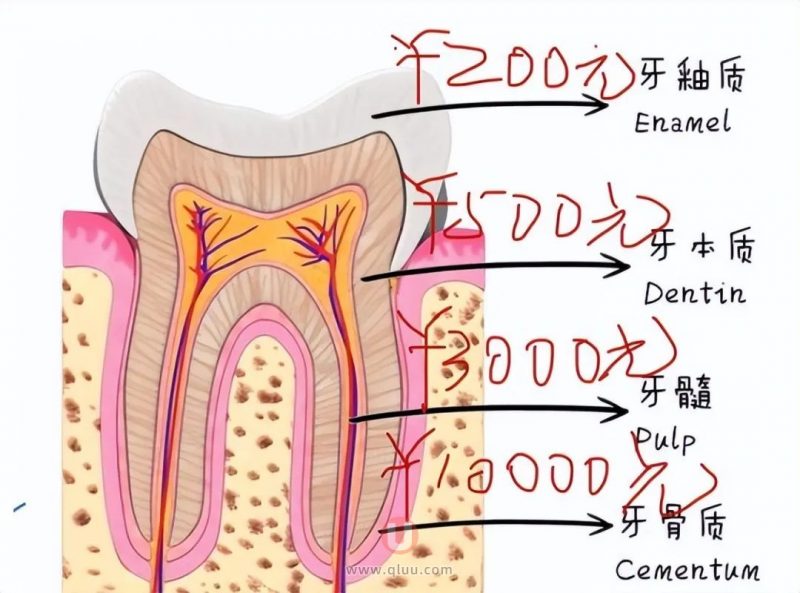 为什么有些人看牙最低几百最高甚至几十万